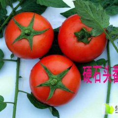 2015年广西靖西春季西红柿收购工作全面开展