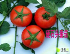 2015年广西靖西春季西红柿收购工作全面开展