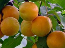 费县杏子 凯特杏质量好