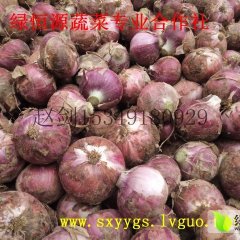 泾阳洋葱价格平稳云阳赵剑诚信合作