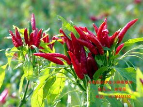 山东金乡常年供应三英干辣椒，鲜辣椒