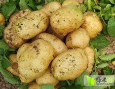 2017年安丘土豆现在订货有惊喜