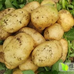 2017年安丘土豆现在订货有惊喜