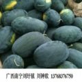青秀刘圩刘钟欧5月黑美人西瓜