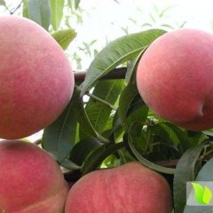 大荔县城马云龙5月早美桃蜜桃