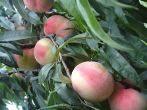 陕西大荔早春竹珀蜜桃长势旺盛