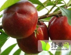2015陕西大荔县千亩油桃，毛桃大量上市