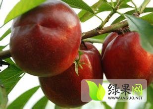 2015陕西大荔县千亩油桃，毛桃大量上市