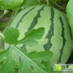 湖南8424西瓜，产地直销、质量保证、货源充足、随到随装。