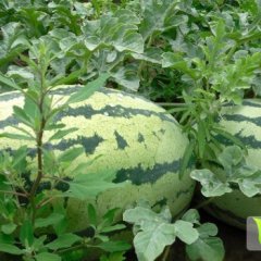 蒲城西瓜价格行情平稳,街道朱良喜诚信合作