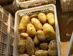 肥城桃园李海新5月荷兰十五土豆