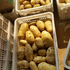 肥城桃园李海新5月荷兰十五土豆