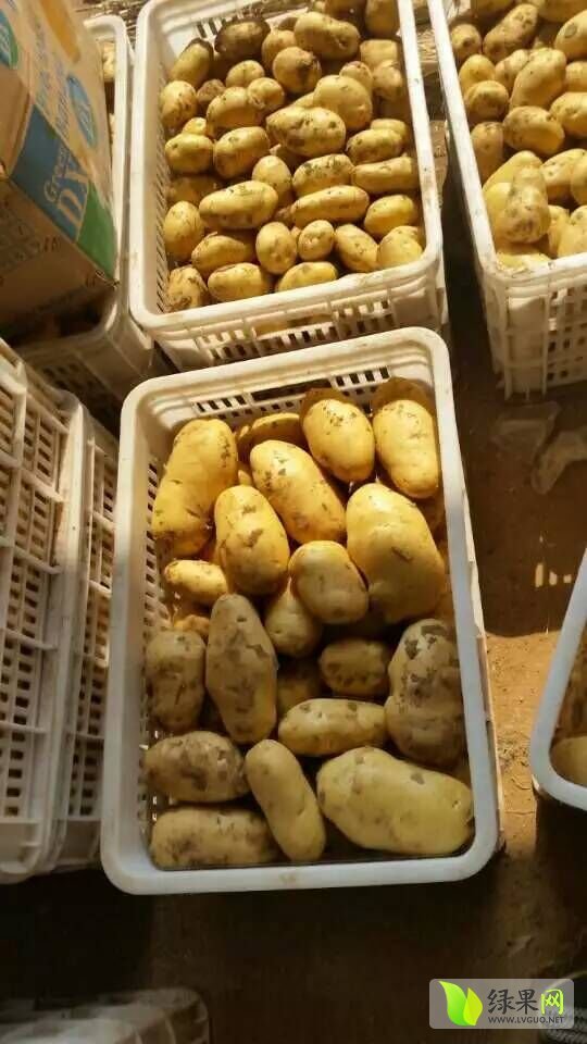 2015年山东肥城荷兰十五价格