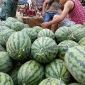 确山西瓜随行就市,瓦岗吴军营诚信合作