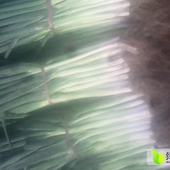 山东东昌府铁杆大葱聚焦市场