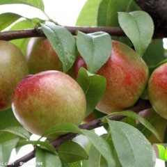 滕州油桃名优产品柴胡彭利诚信合作