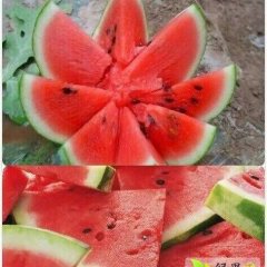 2015阳阳西瓜专业代收给您超值服务