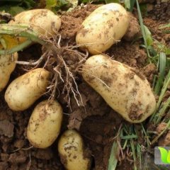 2015平阴土豆抓住商机无限