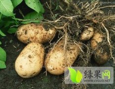 河北冀州荷兰十五土豆营养丰富
