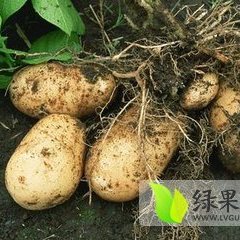 河北冀州荷兰十五土豆营养丰富