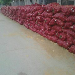 昌乐洋葱著名品牌红河赵德强诚信合作