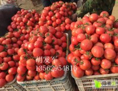 2016费县西红柿供应抓住商机无限
