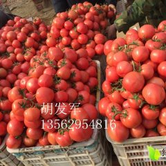 2016费县西红柿供应抓住商机无限