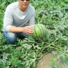 大荔西瓜逐渐升温,范家张小虎诚信合作