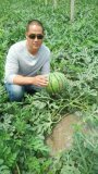 大荔西瓜逐渐升温,范家张小虎诚信合作