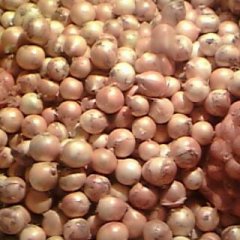 2015平度洋葱价格波动不大