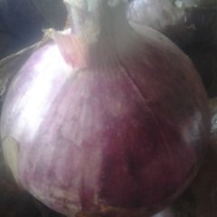 通许兰南王小东5月红皮洋葱