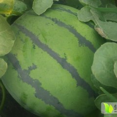 保 定 清 苑 西 瓜 供应