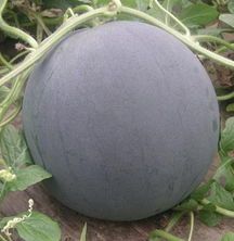 5月黑皮无籽西瓜