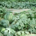 陕西大荔京欣西瓜大量上市 瓜好味美欢迎合作