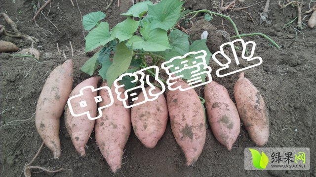 2015年山东汶上龙署九号价格