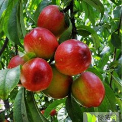 大荔油桃长势旺盛,范家许师傅诚信合作