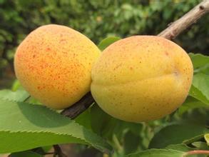 2015大荔杏子今年价格有看点