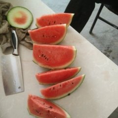 2015蒲城西瓜今年价格有看点