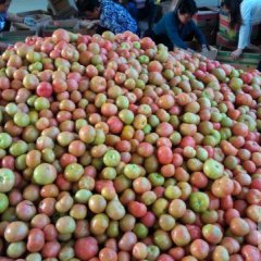 2015滑县西红柿现在订货有惊喜