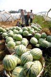 2015罗山西瓜今年价格有看点