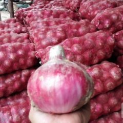 洋葱5月26日价格0.34元——0.36元