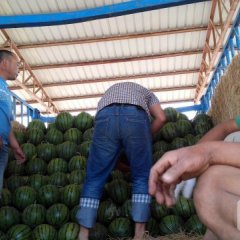 河北省饶阳县京欣双星现已上市