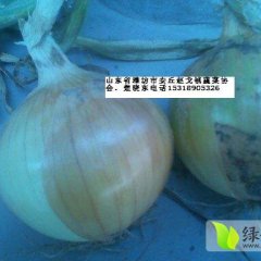 2015安丘洋葱值得出手