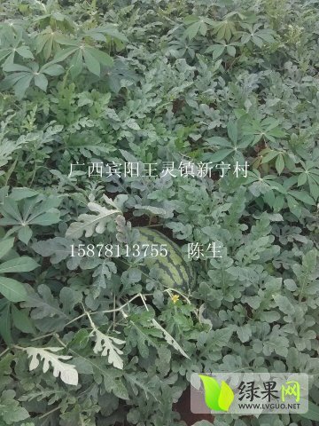 新红宝价格
