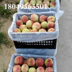 2016大荔蜜桃钱多人傻速来抢购