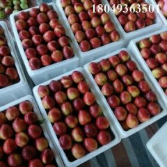 大荔范家张小虎5月中油12号油桃