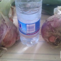 河南宁陵红皮洋葱产销两旺