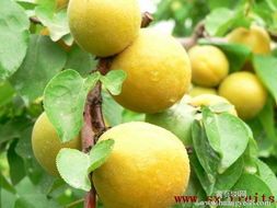 陕西凯特杏子基地凯特杏子的产地