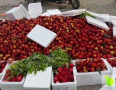 露天油桃48上市砀山油桃4市场每天收货百万斤以上