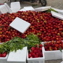 露天油桃48上市砀山油桃4市场每天收货百万斤以上